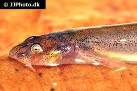 Image result for Vandellia