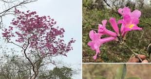 Image result for Handroanthus sp. near impetiginosus