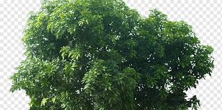 Maybe you would like to learn more about one of these? Fruit Tree Sketchup Mango Tree Leaf Branch Plane Trees Png Pngwing