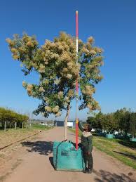 Image result for Nuxia