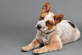 Red Heeler Breed Information Facts And Pictures