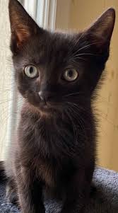 Pin By Silo On Chaton Trop Mignon In 2020 Baby Animals Super Cute Cute Animals Pretty Cats