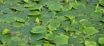 Image result for Limnophyton