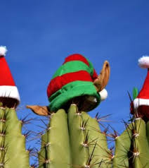 How to make your christmas cactus bloom? Show Notes Christmas Cactus On The House