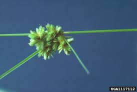 Image result for Cyperus clavinux