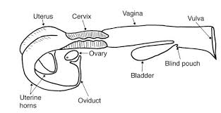 Did You Know Understanding The Anatomy And Physiology Of The Cow S Reproductive System Is Fundamental To Female Cow Reproductive System Veterinarians Medicine