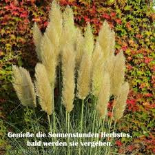 Pin Von Auf Herbst In 2020 Garten Kurzgeschichten Bilder