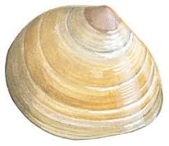 British seashell guide: how to identify and where to find