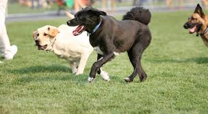 (robinson area)) pic hide this posting restore restore this posting. Off Leash Dog Parks In The Pittsburgh Area