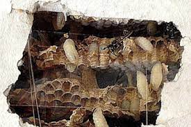 Ich wohne in einer dachgeschosswohnung und bei mir hatten es sich die tierchen unter den dachziegeln gemütlich gemacht. Wespen Fressen Sich Durch Die Wand