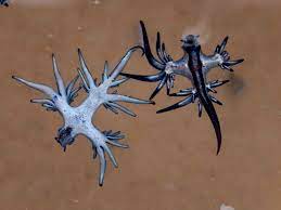 Aside from having arguably one of the coolest names in the animal kingdom, these awesome nudibranchs also have a secret weapon. 6 Fascinating Facts About Blue Dragons
