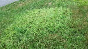 Nimblewill tends to be in circular patches while bermuda is more irregular like your first photo. Nimblewill Grassdaddy Net How To Kill Nimblewill In Your Lawn