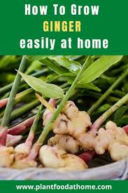 Not only is ginger one of the healthiest spices around, it is also incredibly easy to grow your own plant at home. How To Grow Ginger Guide To Growing Ginger At Home Growing Ginger How To Grow Ginger Planting Ginger Root