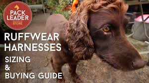 Product Guide And Review For The Ruffwear Harness Pack Leader Dog Adventures