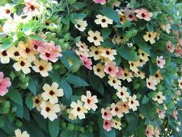 Plantfiles Pictures Black Eyed Susan Vine Salmon Shades Thunbergia Alata By Riverland Black Eyed Susan Vine Black Eyed Susan Flowering Vines