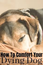 The next of the major signs that a dog is dying is a loss of balance and motor control. 11 Natural Ways To Comfort Your Dying Dog At Home