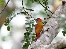 Image result for Cadaba kirkii