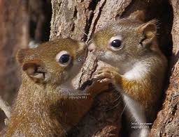 Sleeping Habits Of The Squirrels And Their Common Nests Anifa Blog Cute Squirrel Cute Animals Animals Beautiful