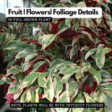 Image result for Croton longipedicellatus