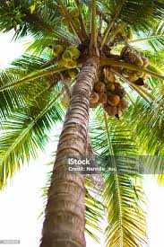 Image result for Cocos nucifera