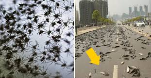 We did not find results for: Por Que Ocurre La Lluvia De Peces Y Ranas Meteorologia En Red