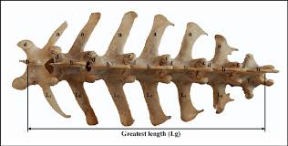 In the vertebrate spinal column, each vertebra is an irregular bone with a complex structure composed of bone and some hyaline cartilage, the proportions of which vary according to the segment of the backbone and the species of vertebrate. Dorsal View Of Lumbar Vertebrae L 1 L 6 Of Blackbuck Showing Download Scientific Diagram