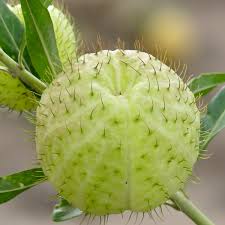 Image result for Gomphocarpus physocarpus