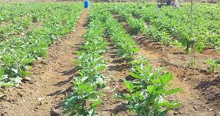 Langkah pertama dalam cara menanam terong ungu adalah memilih bibit unggul dari terong ungu. Cara Membuat Pupuk Kocor Untuk Tanaman Terong Agar Berbuah Lebat Tanaman Kebun Sayur Perkebunan Sayur