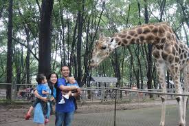 Baik itu tua ataupun muda, anak kecil salah seorang pengunjung berfoto dengan orang utan di taman safari indonesia via. Jangan Salah Jalan Jalan Ke Kebun Binatang Punya Banyak Manfaat Lho