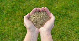 Can you seed an existing lawn. When To Plant Tall Fescue Grass Seed