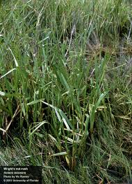 Image result for Scleria poiformis