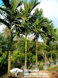 Palms And Cycads Jardinagem Plantas Tropicais Palmeira
