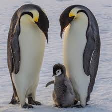 Synopsis dive back into the blue again! Kendrasmiles4u Photograph By Paulnicklen For Natgeo While Onassignment In The Ross Sea For A Story On Emperor Penguins A Penguins Emperor Penguin Animals