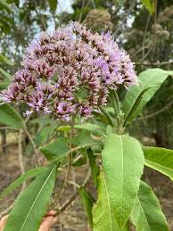 Image result for Vernonia brachycalyx