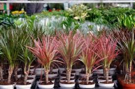 Check spelling or type a new query. Dracaena Seed Planting Tips Learn When To Sow Dracaena Seeds