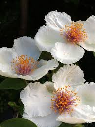 Stewartia Ovata Var Grandiflora Beautiful Flowers Flowers Flower Beauty