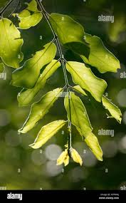 Image result for Combretum apiculatum
