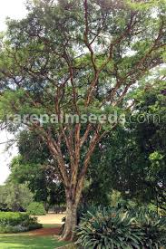 Image result for Acacia sieberiana