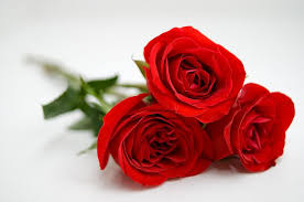 Ada beberapa jenis bunga yang akan dibahas, yaitu, mawar, melati, tulip, anggrek, alamanda, anyelir, matahari, asoka, aster, camelia, edelweis, kembang sepatu. 75 Gambar Bunga Mawar Yang Sangat Cantik Paling Hist Gambar Pixabay