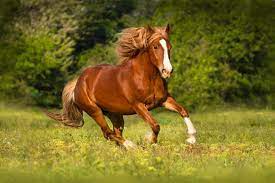 How Fast Can A Horse Run Including 13 Horse Breeds Facts Family Life Share