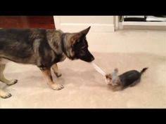 Can we hit 250 likes on this video? 9 Must Watch Yorkie Videos Yorkie Dogs Yorkie Puppy