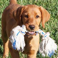 Maybe you would like to learn more about one of these? Country Labs English Style Labradors Fox Red Chocolate Black