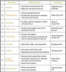 You are free to share your comment with us and our followers at comment box at the end of the page, finally don't forget to broadcast this post if you think. Cell Organelles Coloring Worksheet Cell Organelles Cell Parts Organelles