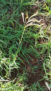 Image result for Euclasta