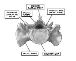 Crossfit The Sacrum Coccyx