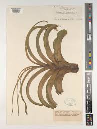 Image result for Crinum paludosum