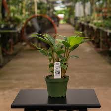 Image result for Buchnera subglabra