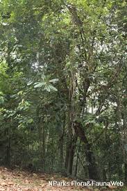 Image result for Ficus barteri