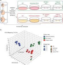 Tendons are similar to ligaments; Chick Tendon Fibroblast Transcriptome And Shape Depend On Whether The Cell Has Made Its Own Collagen Matrix Scientific Reports