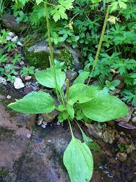 Image result for Plantago